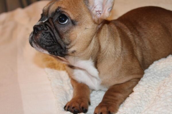 French Bulldog For Sale