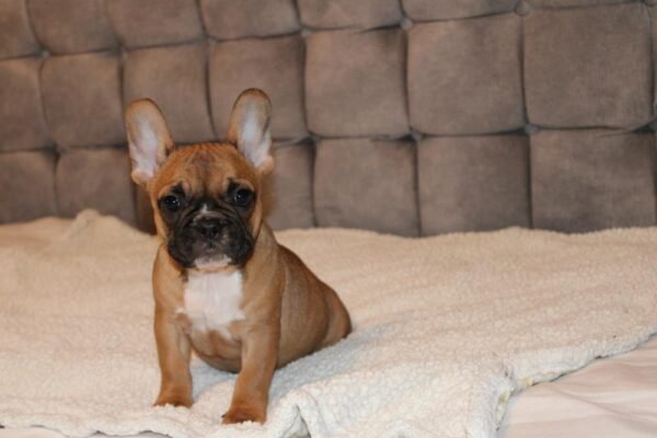 French Bulldog For Sale