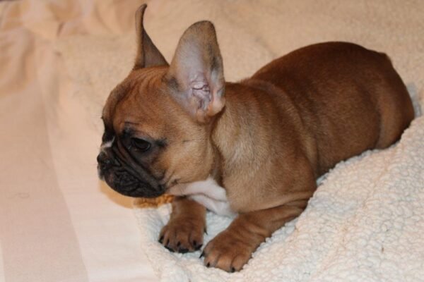 French Bulldog For Sale