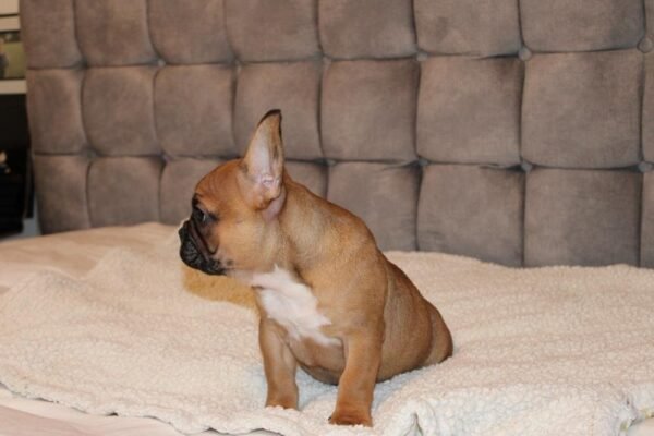 French Bulldog For Sale