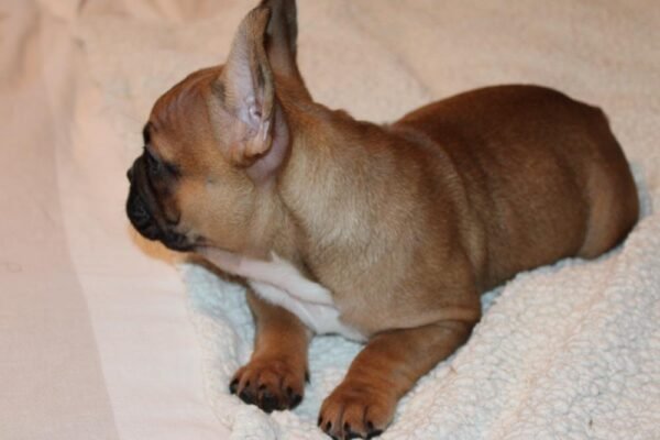 French Bulldog For Sale