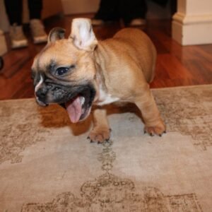 French Bulldog For Sale