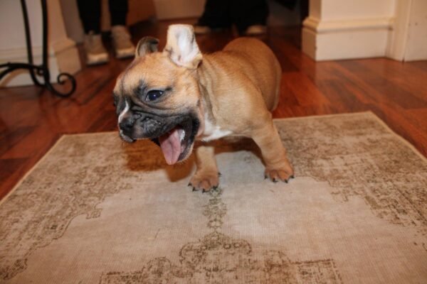 French Bulldog For Sale