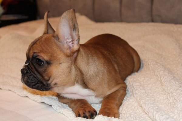 French Bulldog For Sale