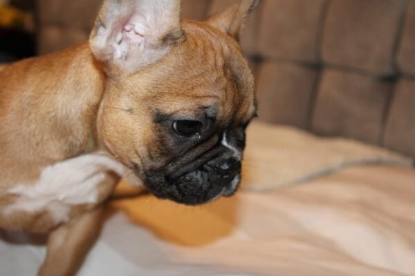 French Bulldog For Sale