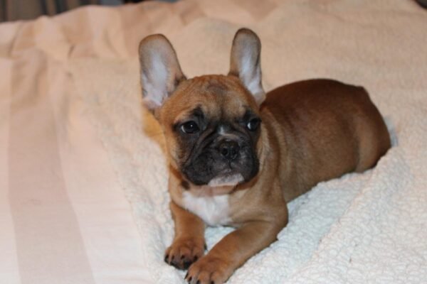 French Bulldog For Sale