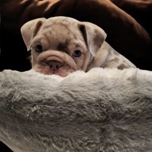 English Bulldog For Sale