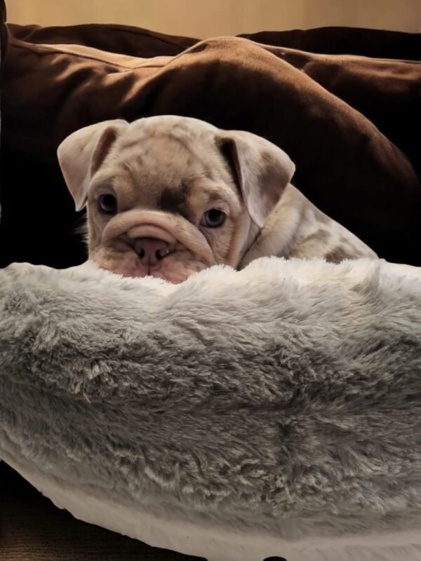 English Bulldog For Sale