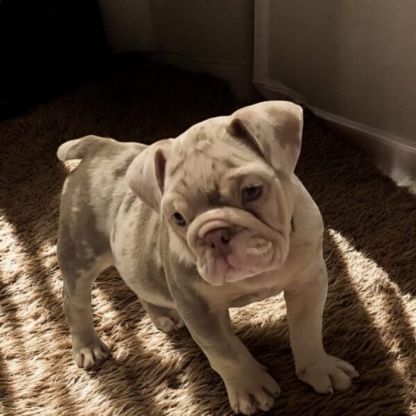 English Bulldog For Sale