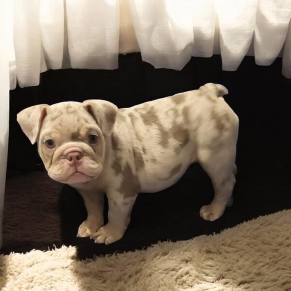 English Bulldog For Sale