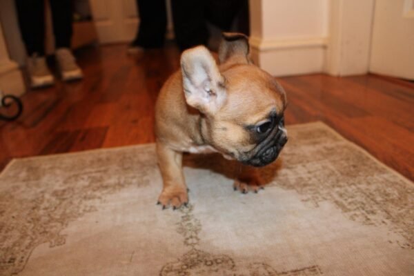 French Bulldog For Sale