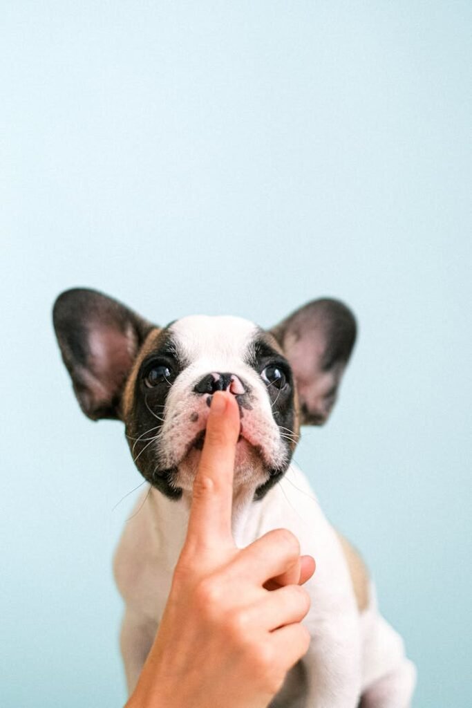 Cute French Bulldog puppy with a finger on its lips against a blue background.