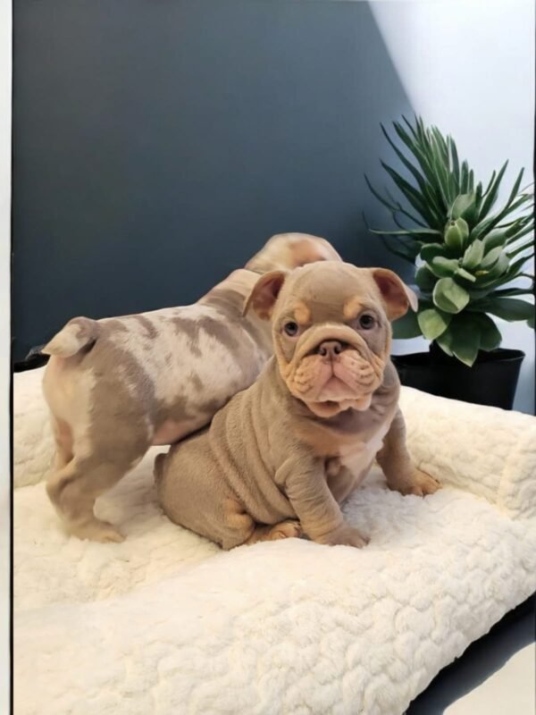 English Bulldog For Sale