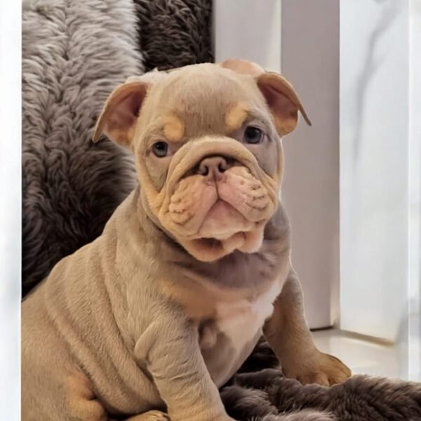 English Bulldog For Sale